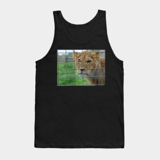 Lioness stare from inside enclosure zoo Tank Top